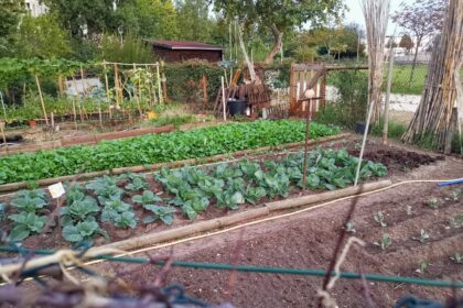 green leafy vegetables in garden
