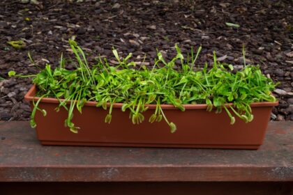 Green seedlings growing in a rectangular planter.