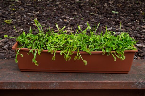Green seedlings growing in a rectangular planter.