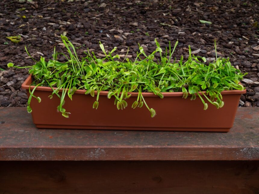 Green seedlings growing in a rectangular planter.