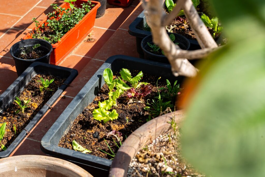 Assorted plants growing in containers on a tiled surface.