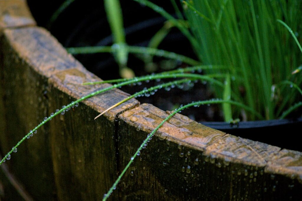 A close up of a plant in a pot
