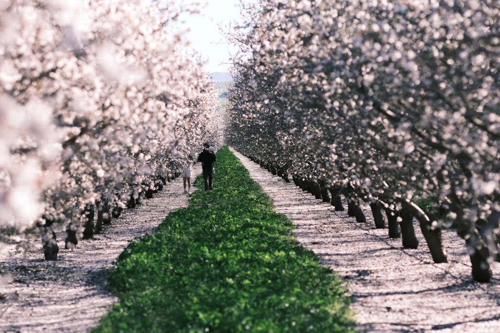 Two people walk through a blooming almond orchard