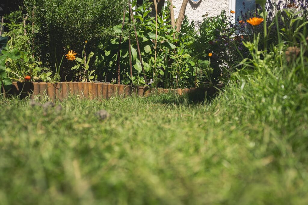 A low angle view of a lush green garden path.