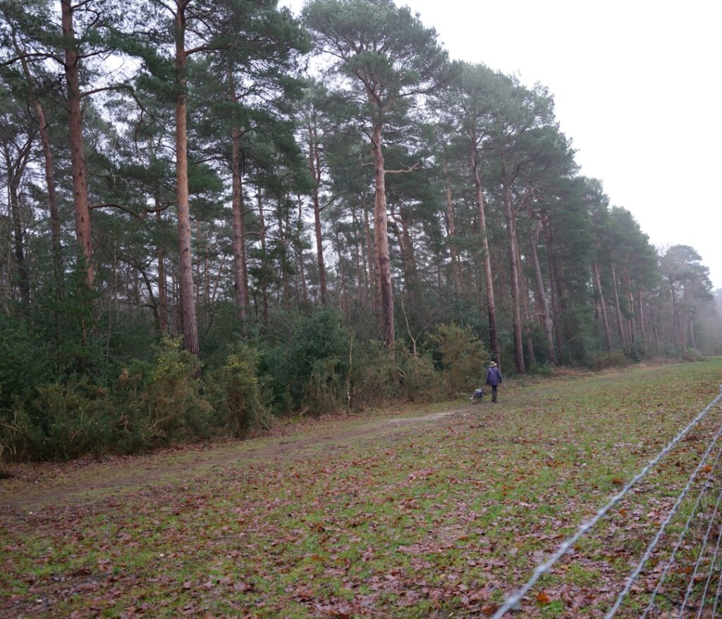 A person walks a dog along a forest path.