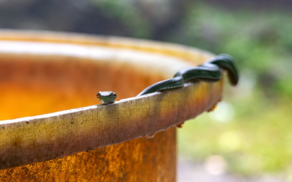 A small green snake peers over the rusty barrel.