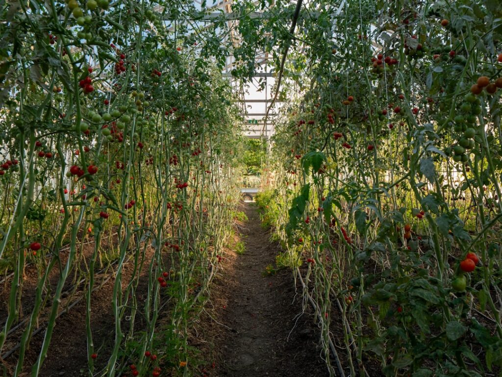 Rows of ripe tomatoes growing inside a greenhouse.
