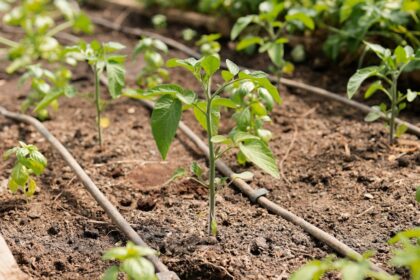 Plants grow in a garden bed with irrigation.
