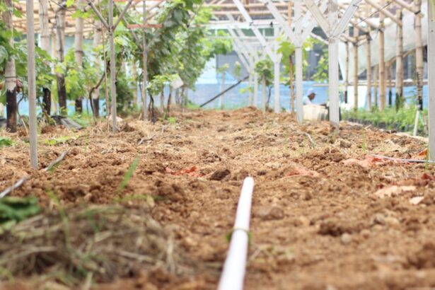 A row of trees in a garden with dirt on the ground