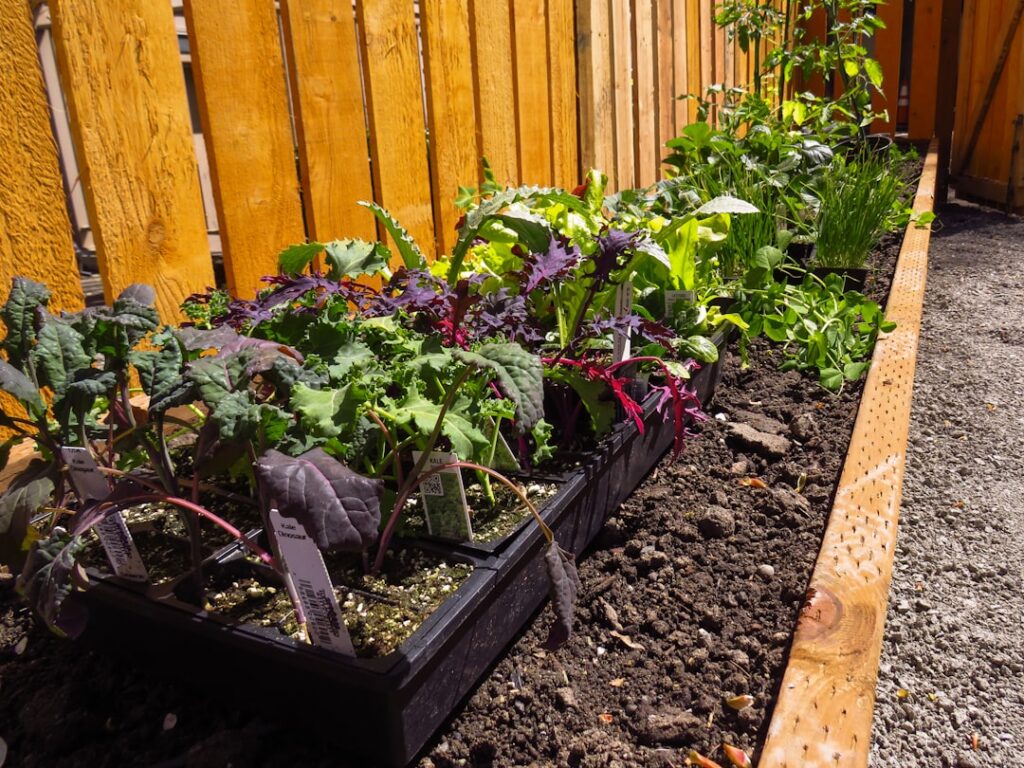 a garden with plants