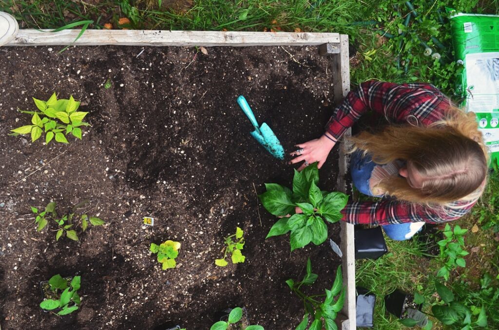 Gardener tending to plants in a raised garden bed.