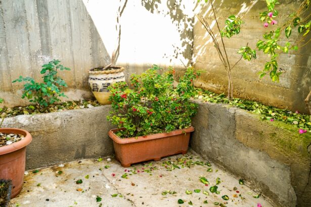 Potted plants in a sunny courtyard with fallen leaves
