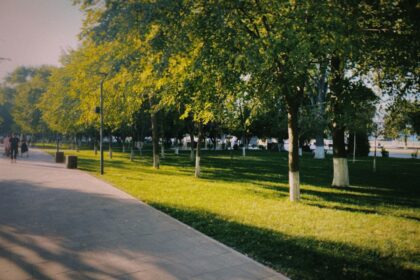 Sunny park path lined with trees and green grass