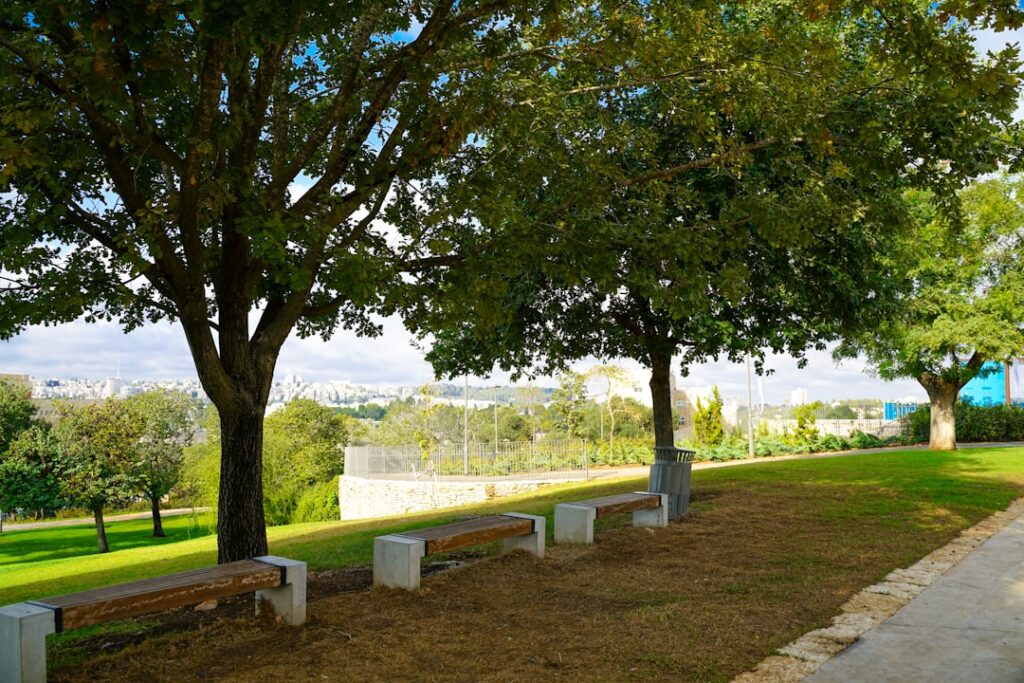 Park benches under large trees with city in background.
