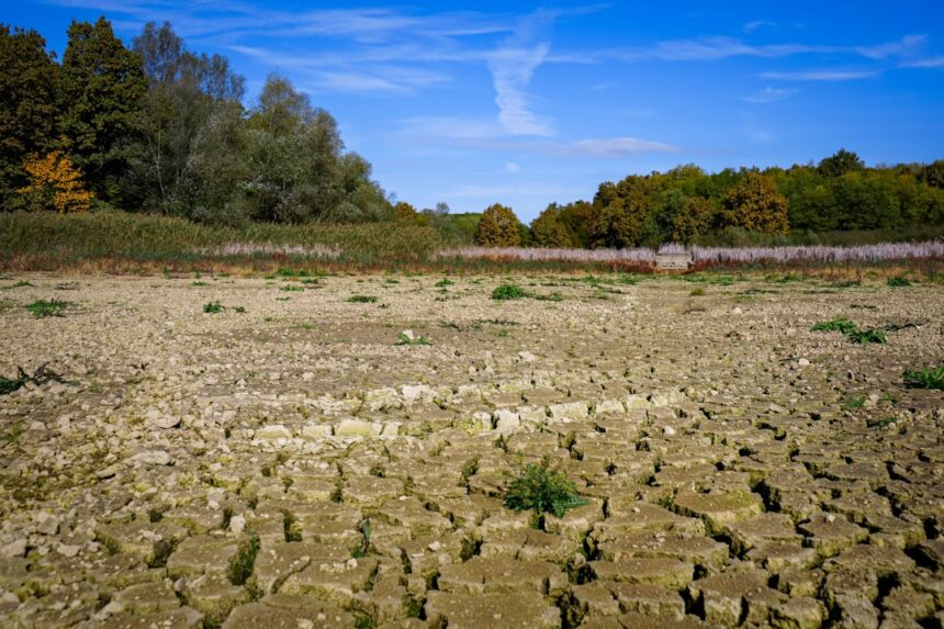 Dry cracked earth with sparse green plants and trees.