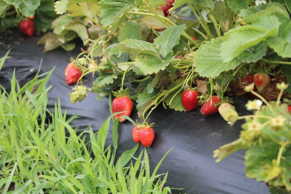 Ripe strawberries growing on plants in a field.