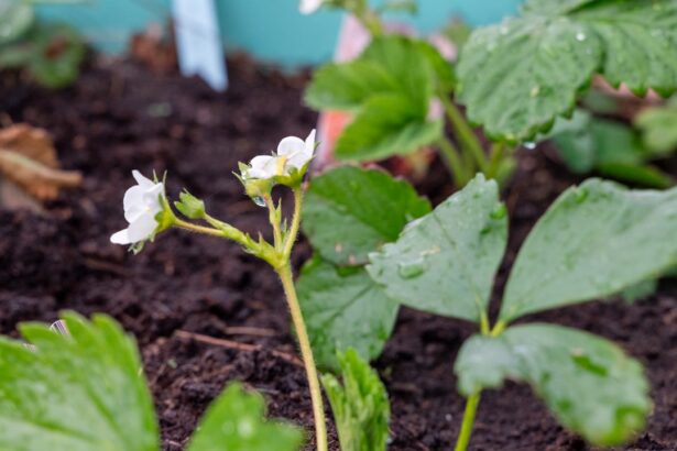 Strawberry plant with white flowers and green leaves