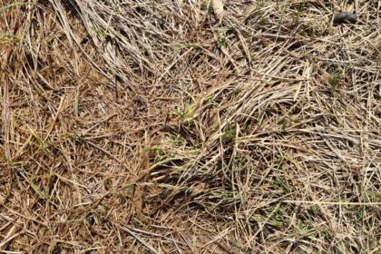brown and green grass field