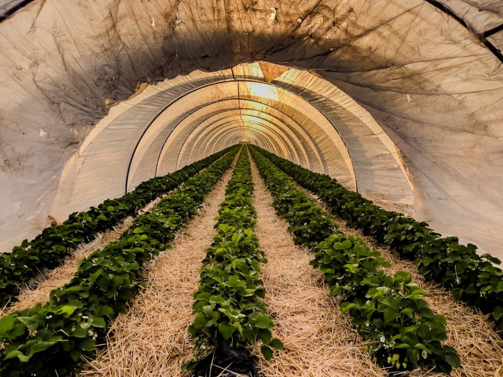 Rows of strawberry plants growing in a tunnel greenhouse.