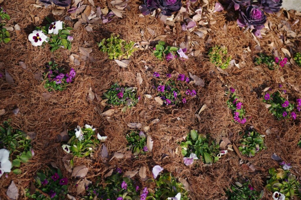 Flowers bloom in a mulched garden bed.