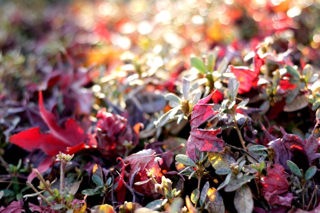 Fallen autumn leaves and plants with sunlight