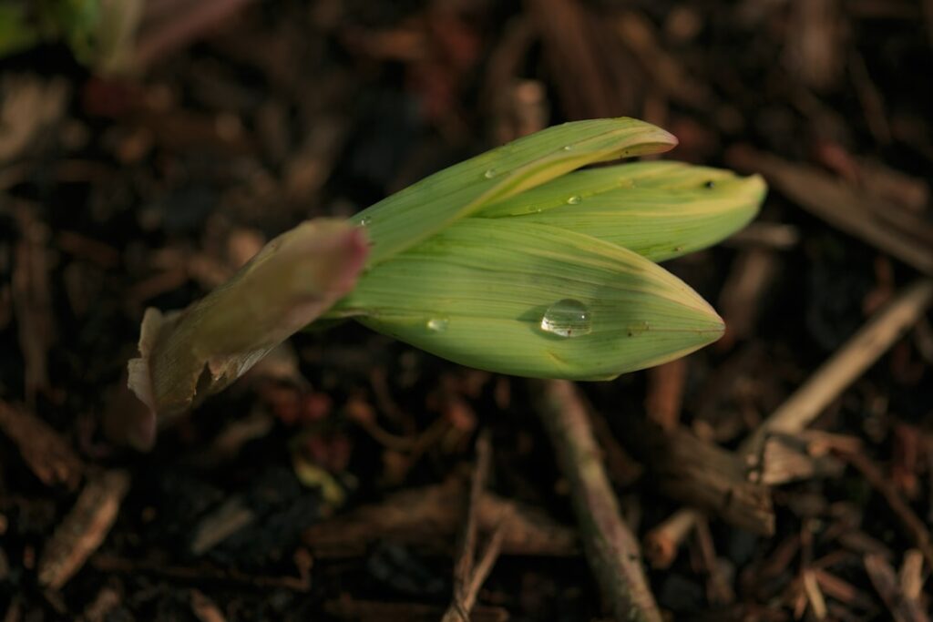 Water droplets sit on fresh green leaves.