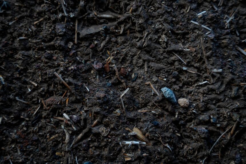 Close-up view of rich, dark soil with organic matter.
