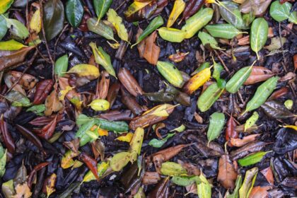 a close up of a bunch of leaves and dirt