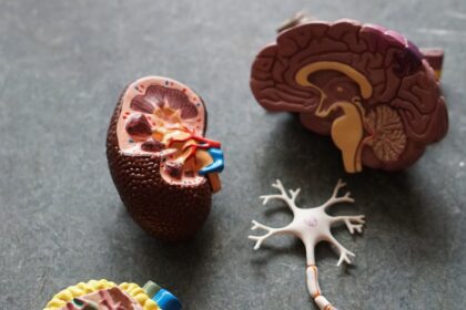 brown human organs learning equipment