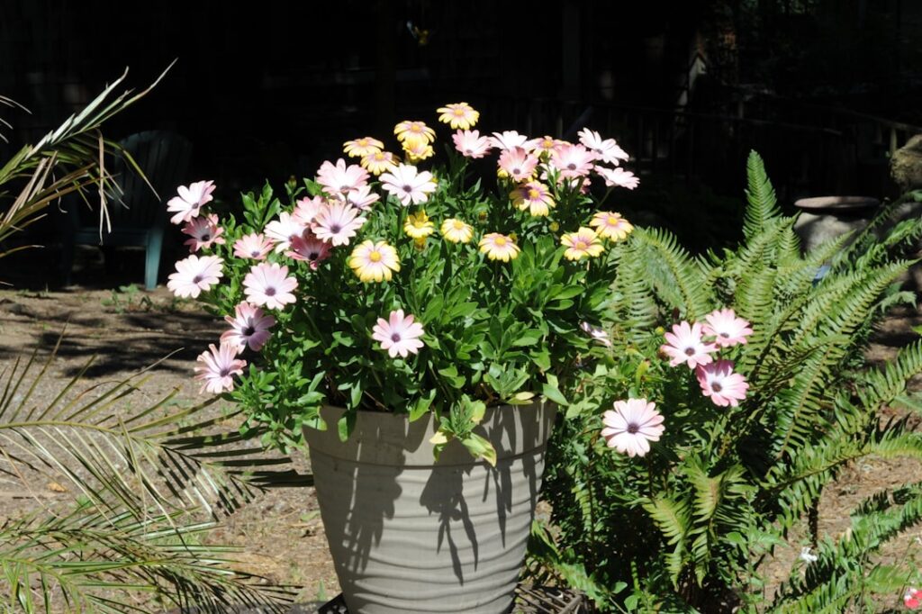 A potted plant with pink and yellow daisies.