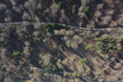 a high angle view of a forest