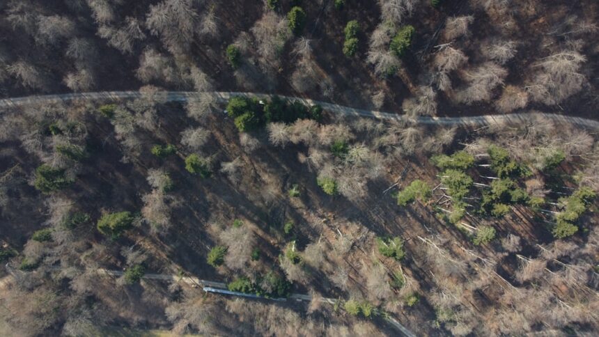 a high angle view of a forest