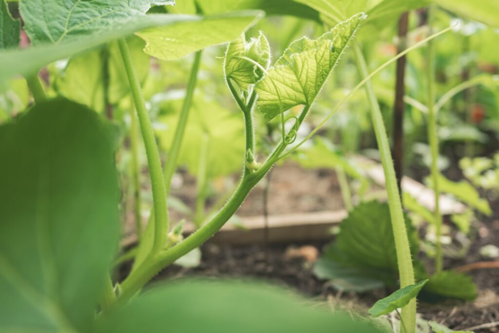 Green plant stem with unfurling leaves in garden