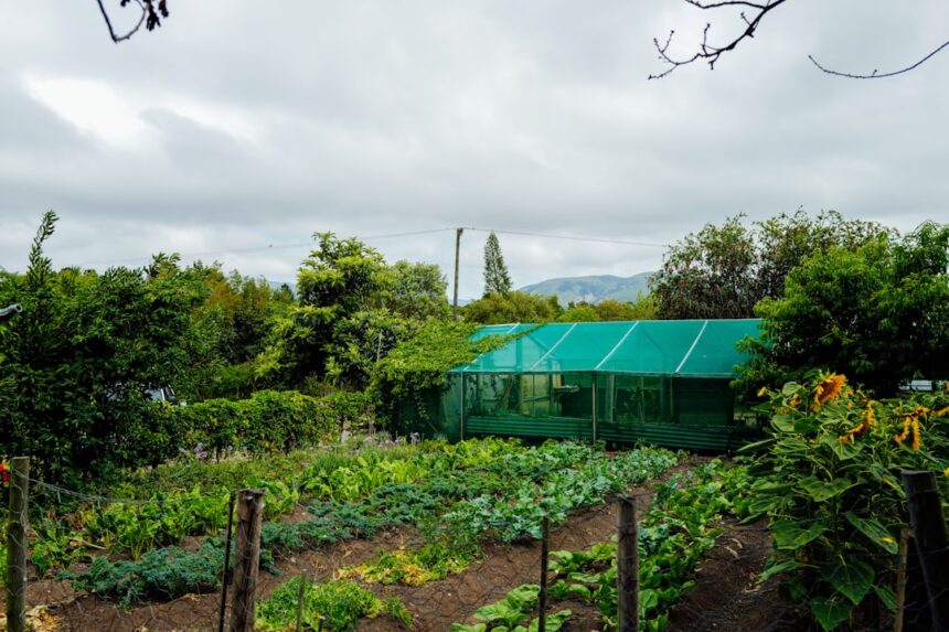 A lush garden with rows of vegetables and a greenhouse.
