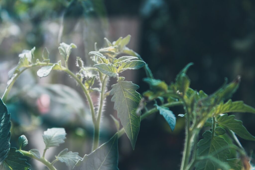 a close up of a green plant with leaves