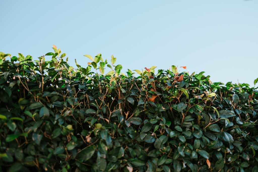 green leaves under blue sky during daytime