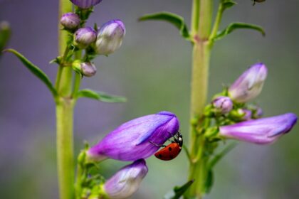 a lady bug sitting on a purple flower