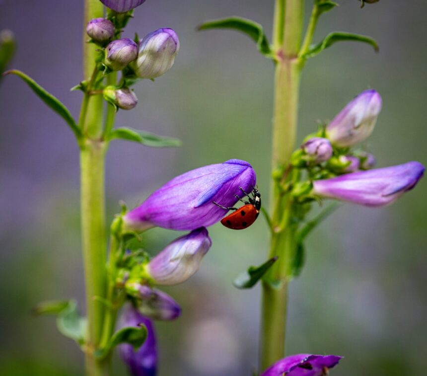 a lady bug sitting on a purple flower