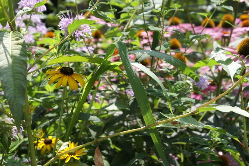 a field full of wildflowers and other flowers
