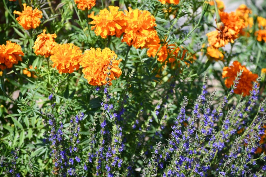 Orange marigolds bloom beside purple lavender flowers.