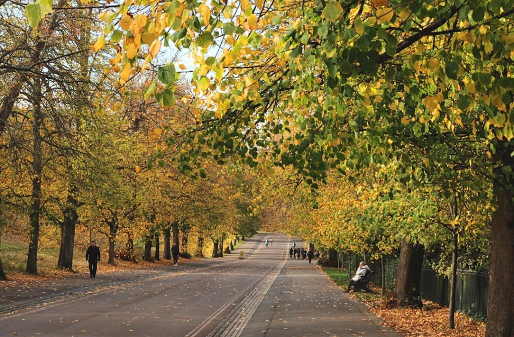 Autumn trees line a park road with people walking.