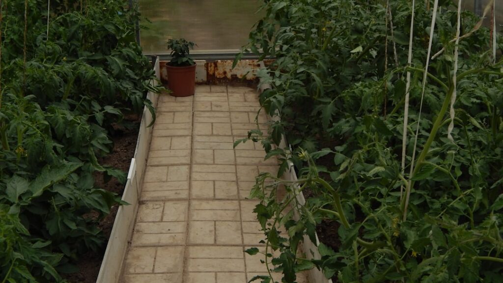 Greenhouse with tiled path and growing plants
