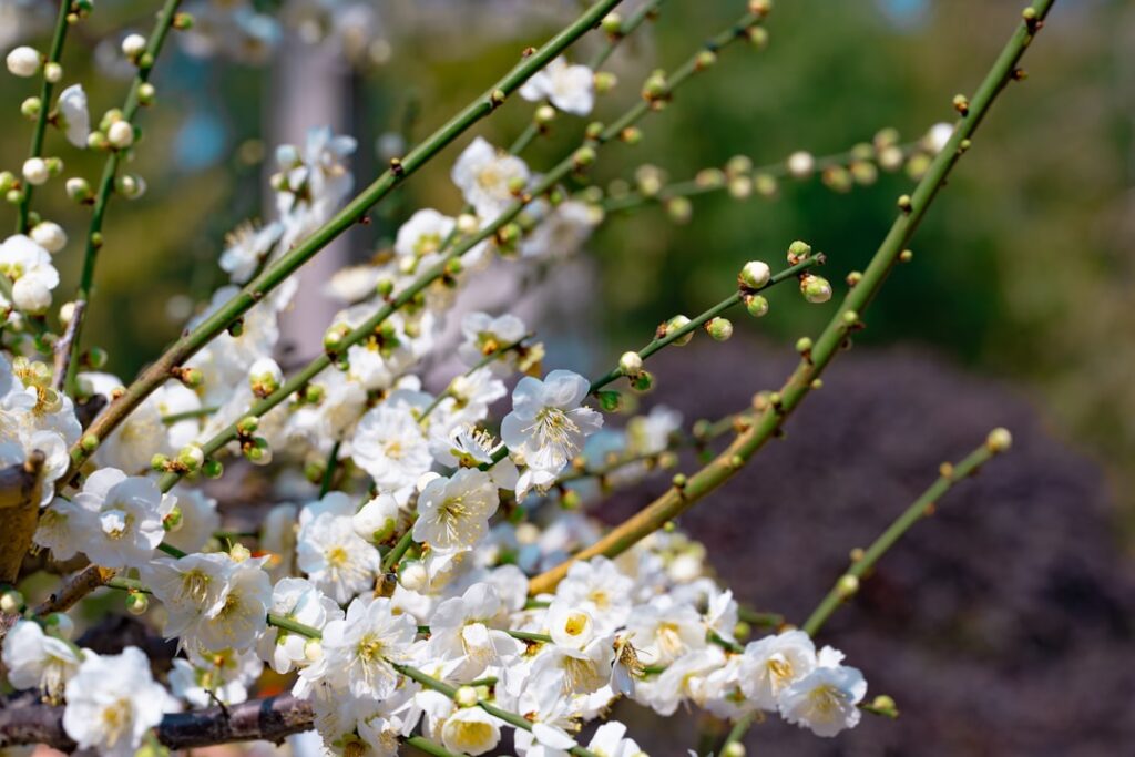 White plum blossoms on branches in spring