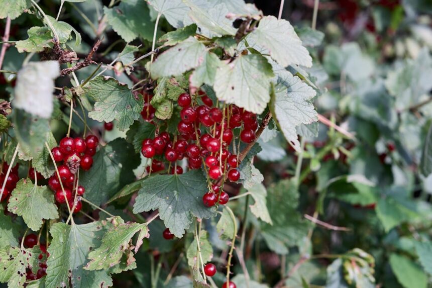 red round fruits with green leaves