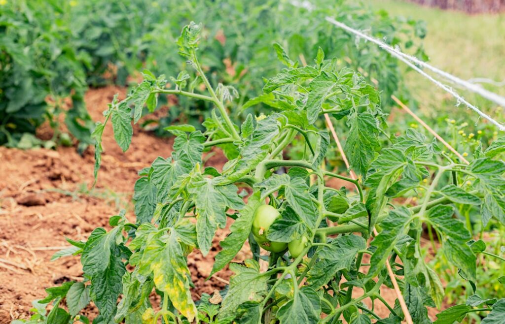 Tomato plants grow in a garden.