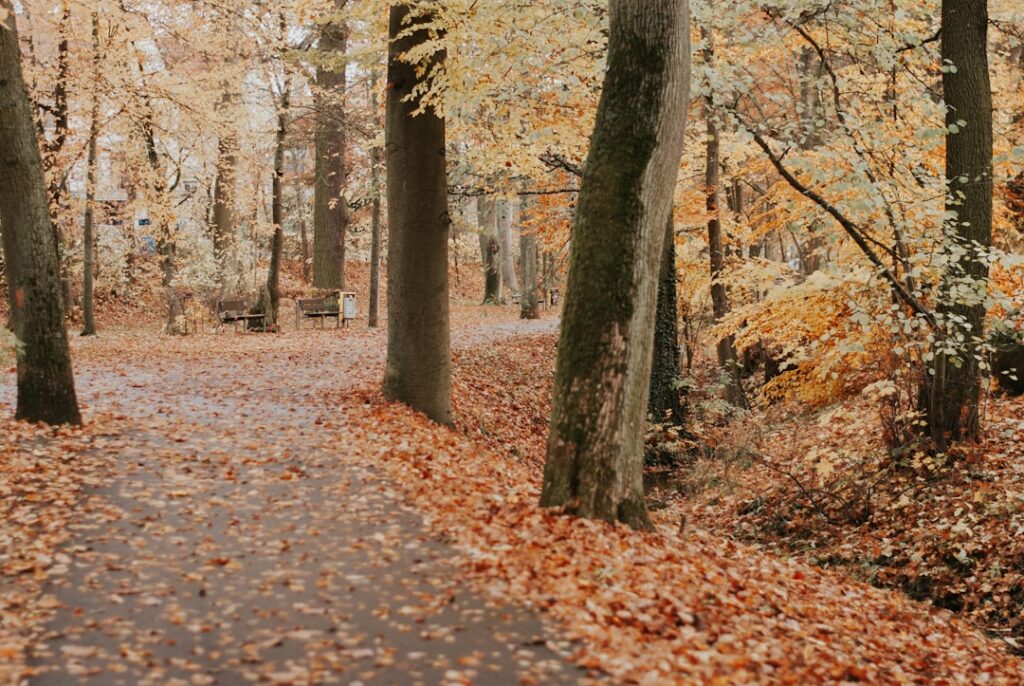 a path with trees on the side