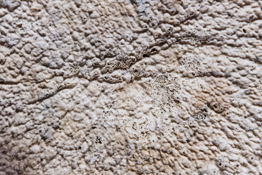 A close up of the texture of an elephant's skin