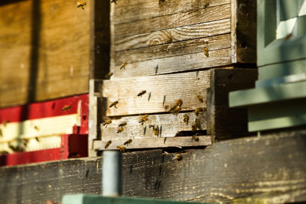 Bees flying around a wooden beehive entrance.