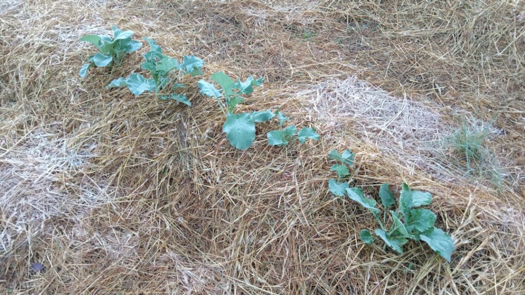 Seedlings grow in straw-covered soil.
