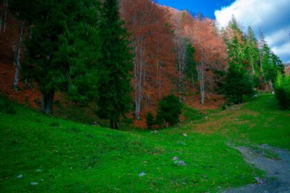 a grassy area with trees and a path